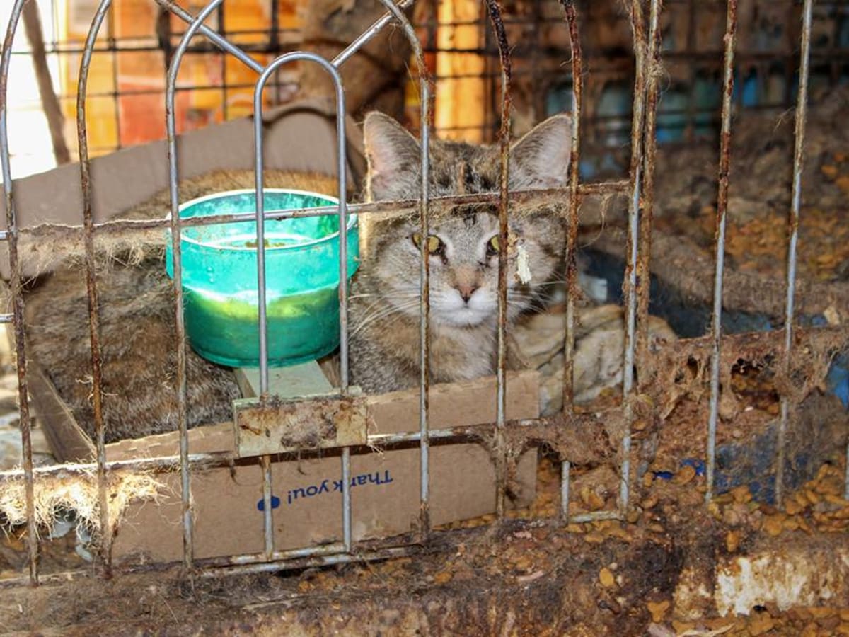 Cat rescue society on sale