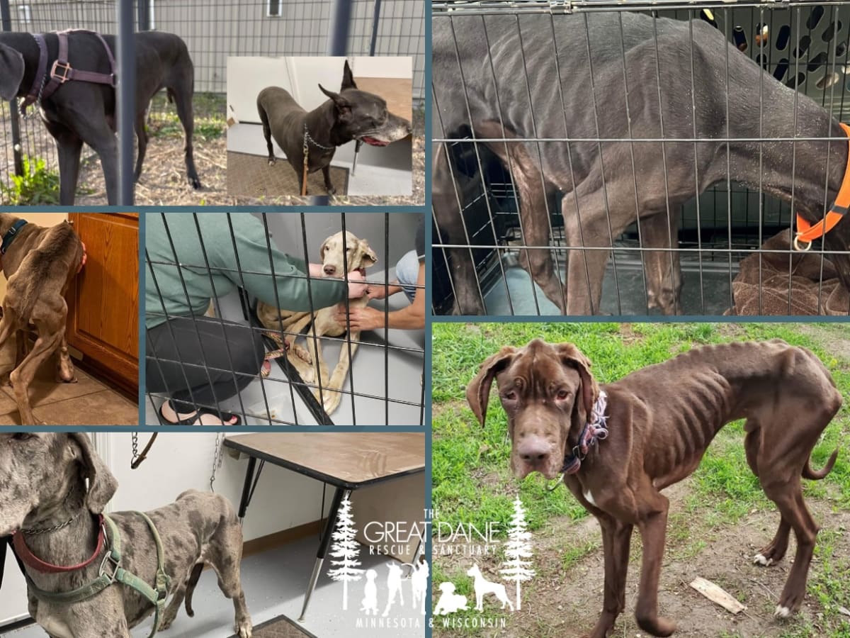 Emaciated Great Danes rescued after being found living in minivan