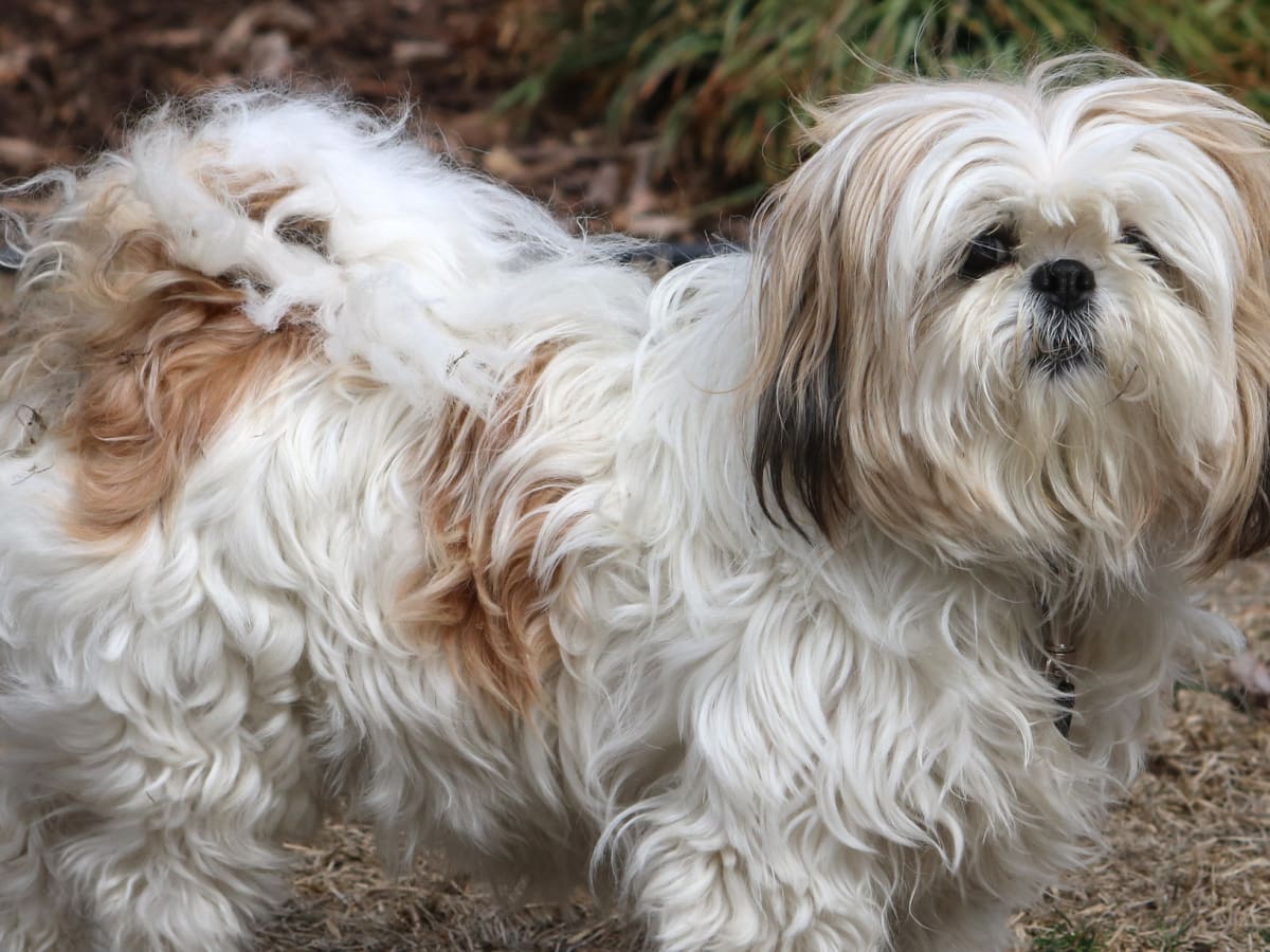 Shih tzu choking 2025