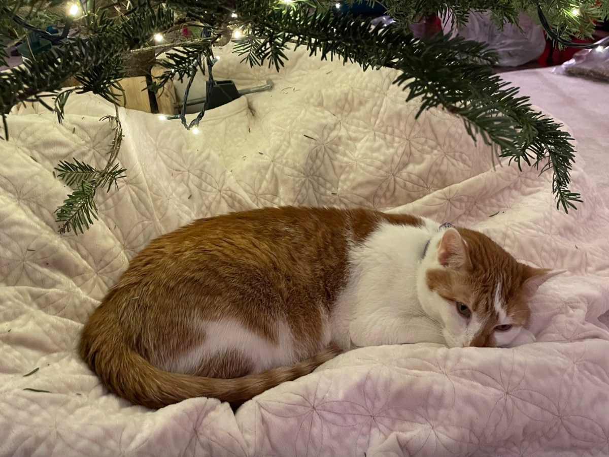 Gov. Tim Walz introduces new family cat, Honey - Bring Me The News