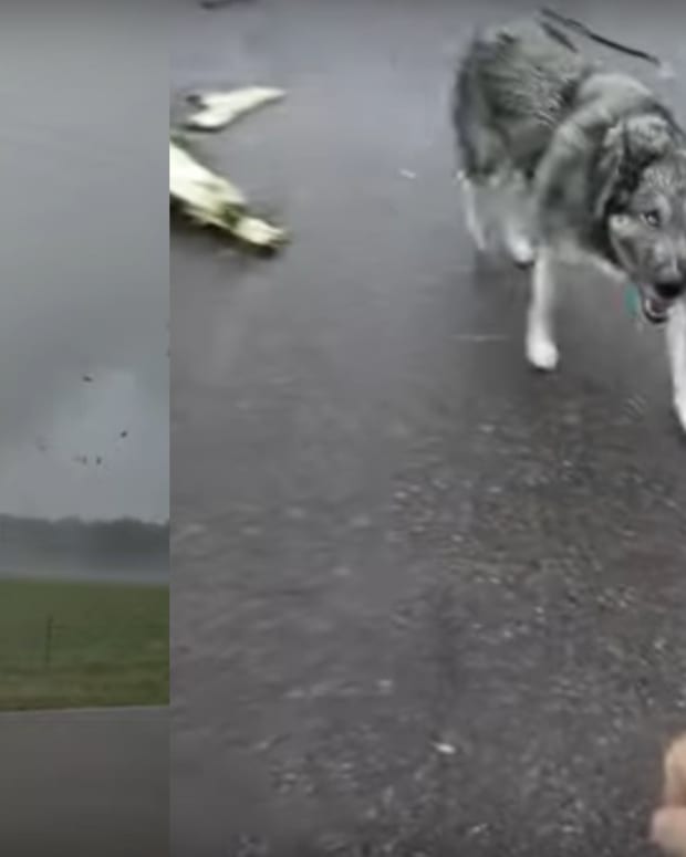 tornado and dog