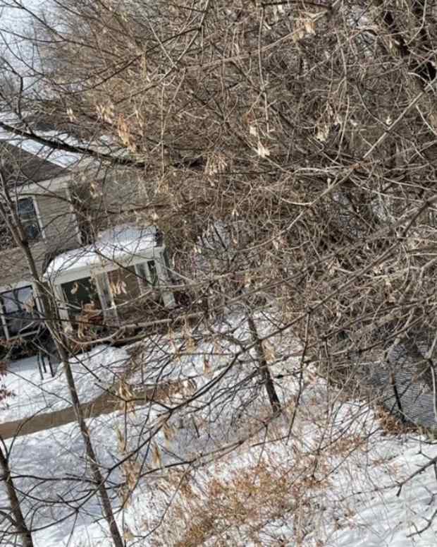 Screen Shot 2021-02-22 at 1.50.53 PM