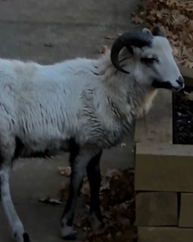 Screen Shot 2021-03-30 at 4.18.19 PM