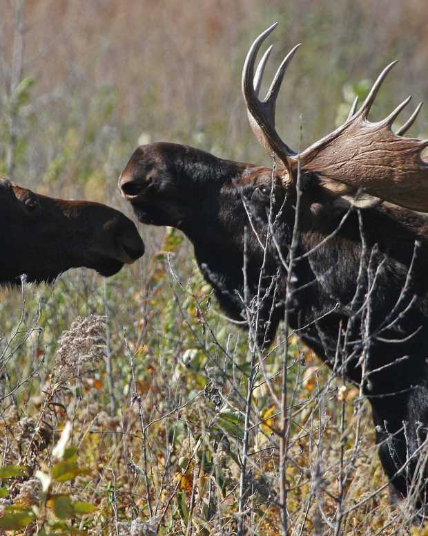 moose minnesota usfws - flickr