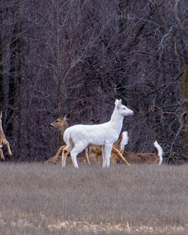 albino deer
