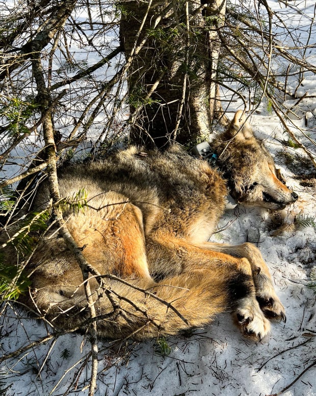 Female wolf illegally killed by poachers within Voyageurs Wolf Project.