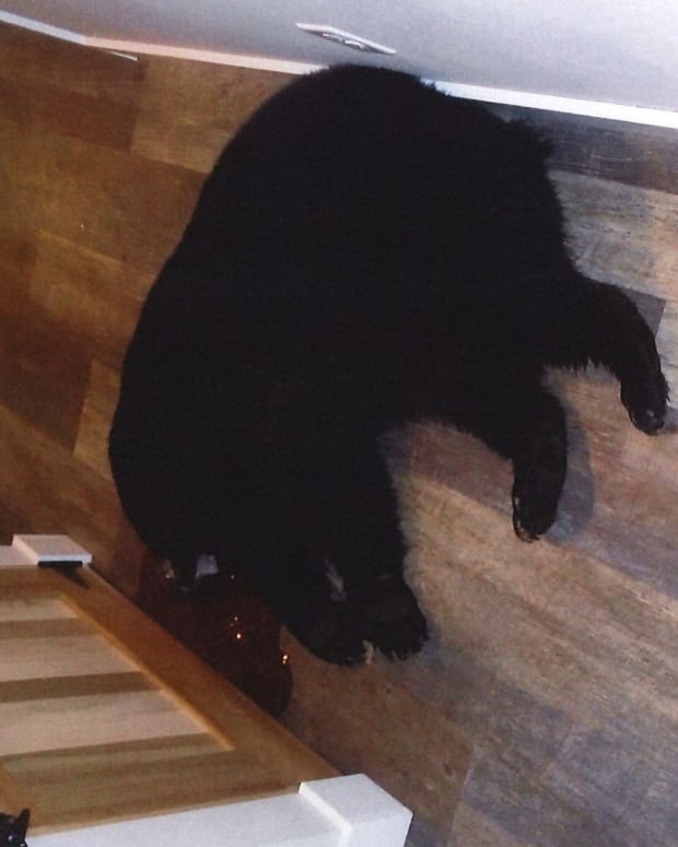 Bear killed after it attacked couple in Wisconsin.