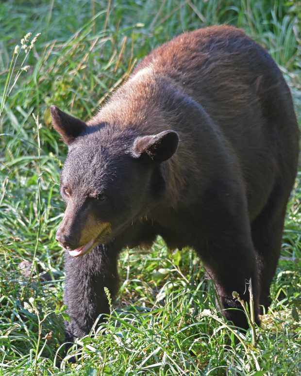 A Black Bear wandering through grass.
