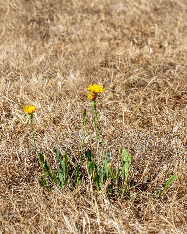 Pixabay - dry grass flower heat
