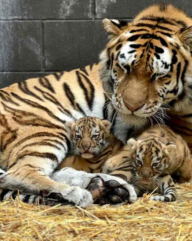 Tiger cubs MN zoo