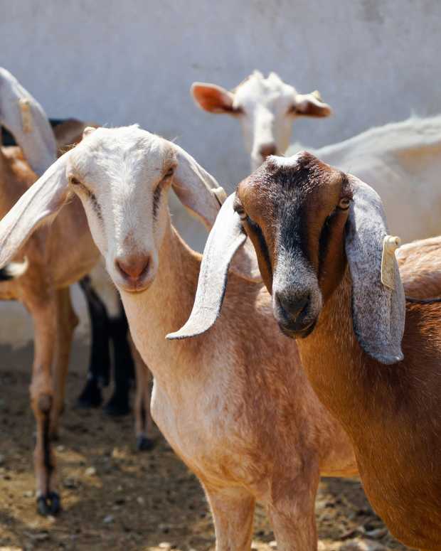 Stock image of goats.