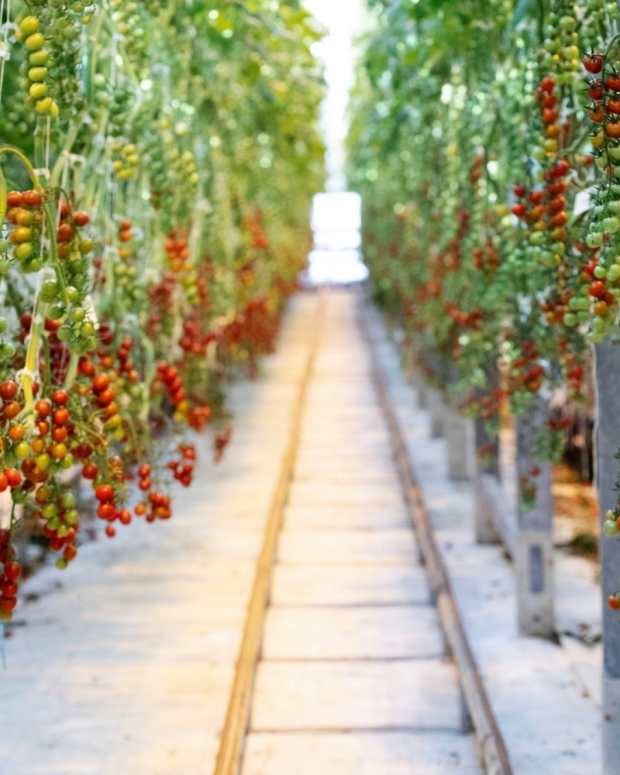 Bushel Boy tomatoes