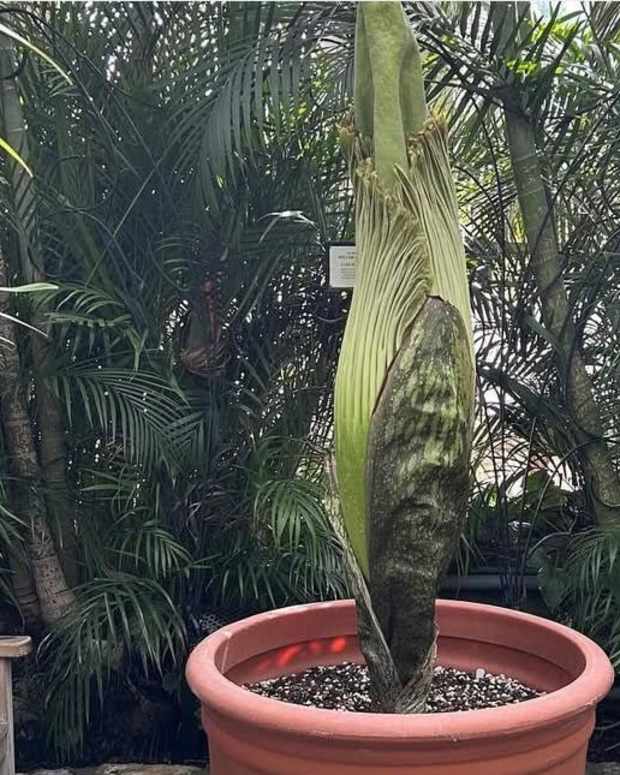Corpse Flower
