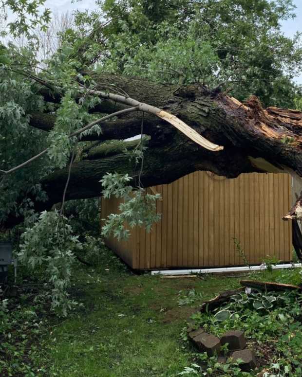 Tree lands on house