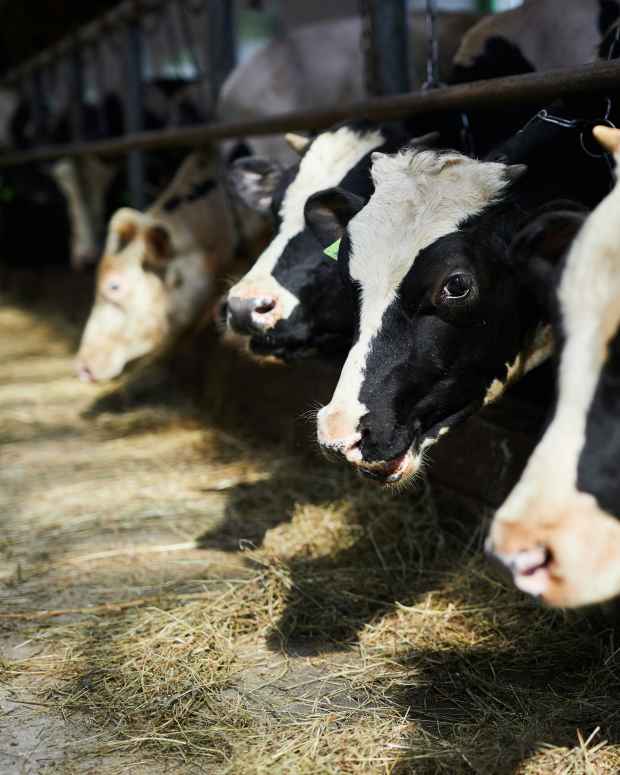 Unsplash dairy farm cows