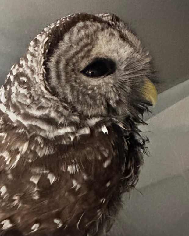 Two owls brought into the Wildwoods rehabilitation center in Duluth, Minnesota. 