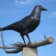 Centennial Memorial Park in Belgrade, Minnesota, is home to what's called the world's largest black crow, according to the city's website. The big crow dates back to the late 1980s when Belgrade was celebrating its centennial, WCCO reported. The crow, which is about 42 feet tall, was added to help make the city stand out. You can find the big crow off Highway 71 in Belgrade. 