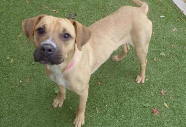 humane society free shots 2019