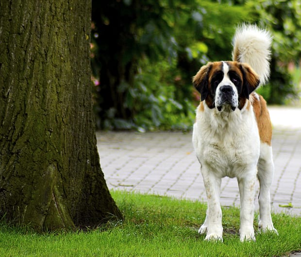 pregnant st bernard