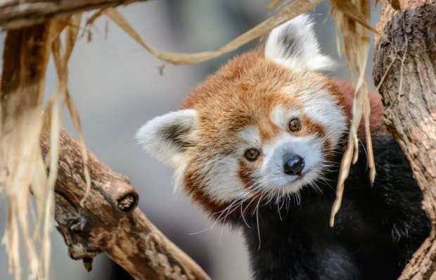 Minnesota Zoo S Red Panda Min Dies At Age Of 10 Bring Me The News