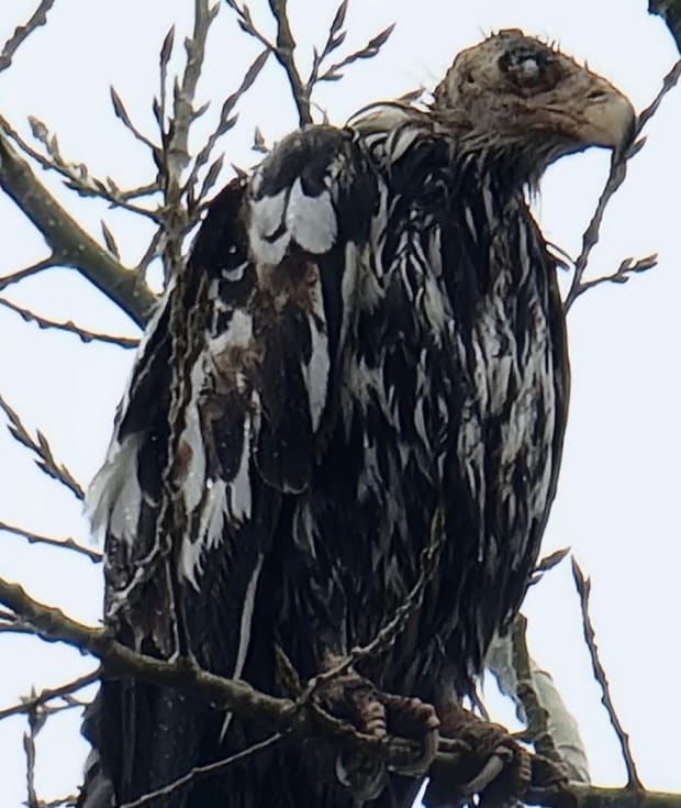 That's not a vulture: Effort to find bald eagle in frightful condition in MN  - Bring Me The News