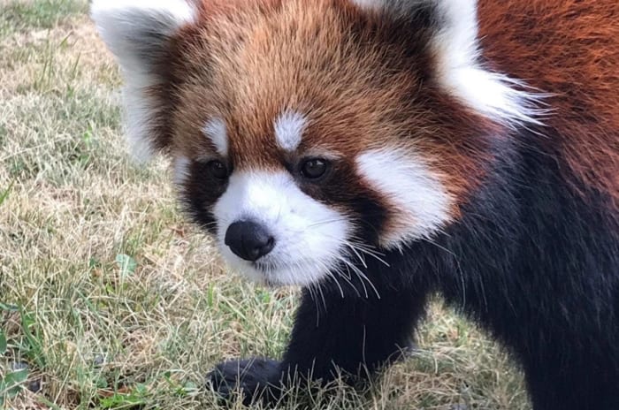 Red panda escapes from Fargo zoo, found grooming itself in nearby tree