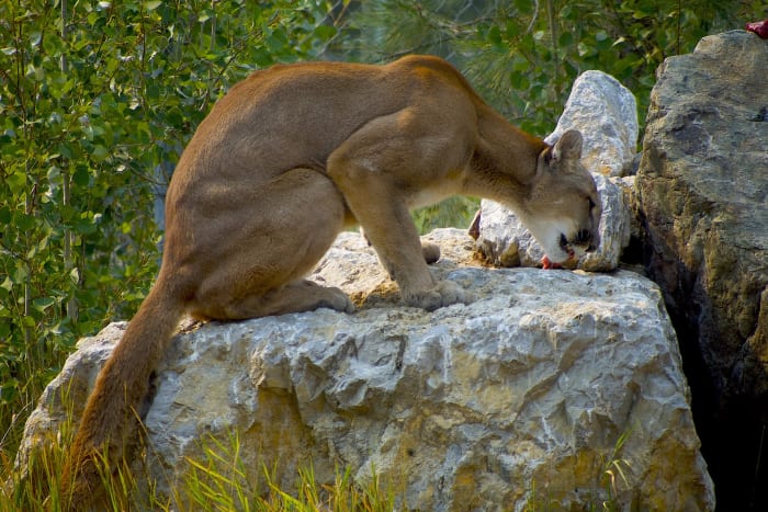 cougar