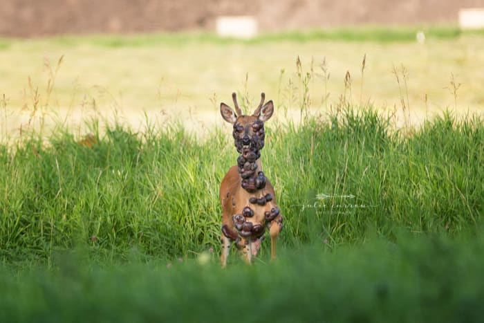 Viral Photos Deer Covered In Large Tumors In Minnesota Bring Me The News   20190724 0301 