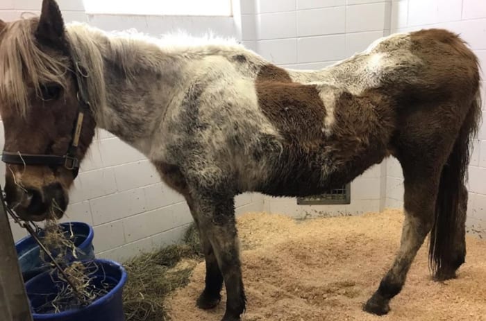 3 horses dead, others receiving treatment from neglect in southeast ...