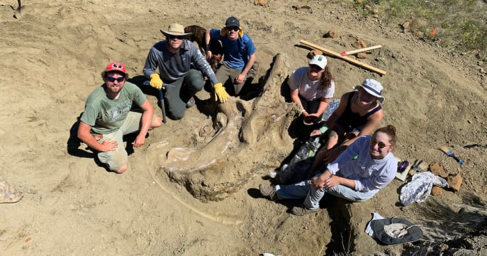 the dig team dino dig site triceratops