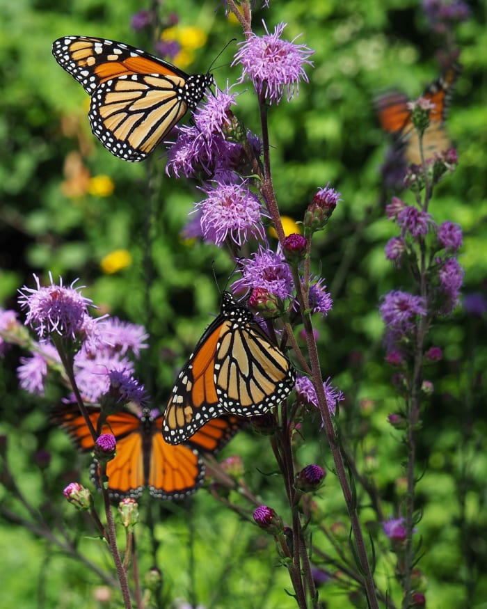 Monarchs feasting on pollen from Meadow Blazing Stars (Liatris ligulistylis), a "monarch magnet."