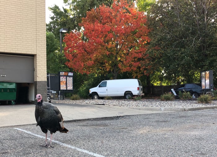 Named by residents after Penn Avenue, Penny likes to wait by the Burger King drive-thru for french fries