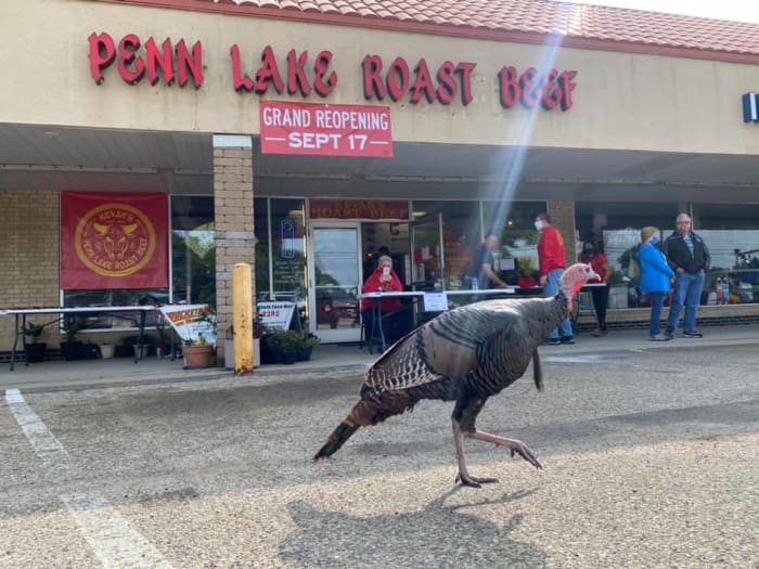 When Penn Lake Roast Beef re-opened, Penny was one of the first ones in line.