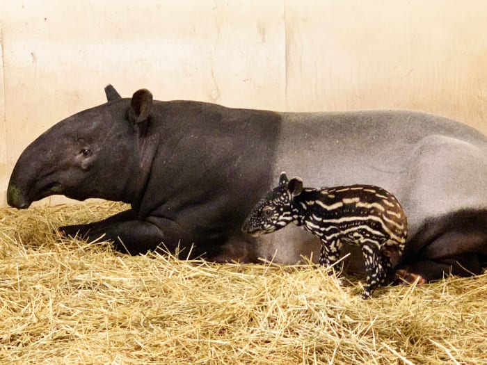 Baby tapir born at the Minnesota Zoo will make his debut