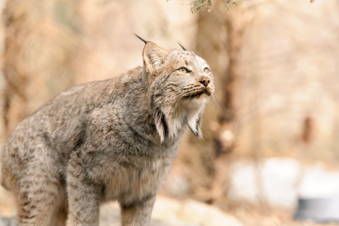 Group Suing Mn Dnr Over Senseless And Sickening Trapping Of Lynx Bring Me The News