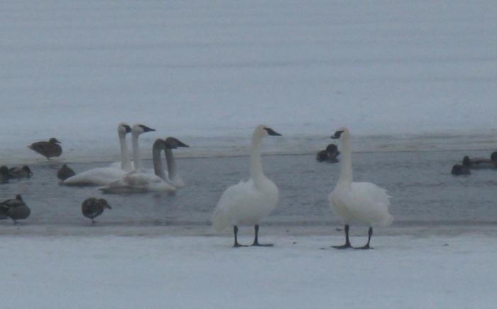Ducks and trumpeter swans picture in January at Blue Lake.