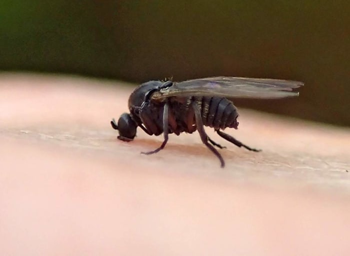 New species of aggressive gnats bugging people in the Twin Cities