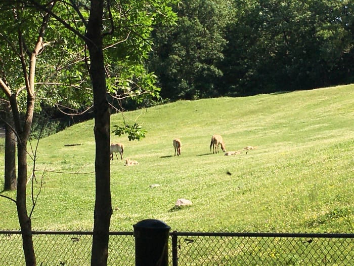 Minnesota Zoo Extends Beastly Boulevard Drive-through Experience ...