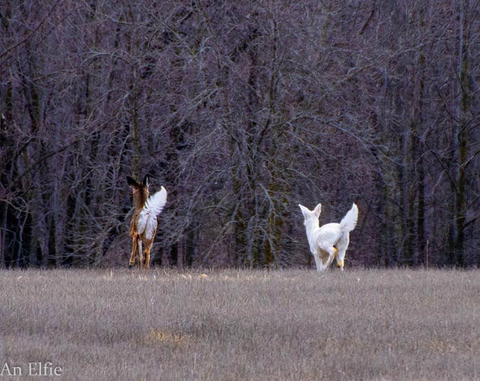 The white deer running alongside a white-tail near Mille Lacs Lake earlier this month.