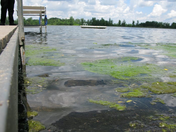 Algae in Prairie Lake in Sherburne County, which killed a family dog after he fetched a tennis ball from the lake, the MPCA says.