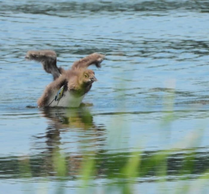 Fishing tackle attached to a young common loon on Snail Lake in Shoreview on July 2, 2022. Photo by Richard Lewis.