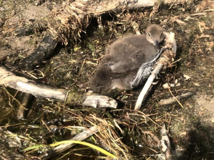 A young loon entangled in a tree branch and fishing tackle on the shore of Snail Lake in Shoreview on July 3, 2022. Submitted photo.