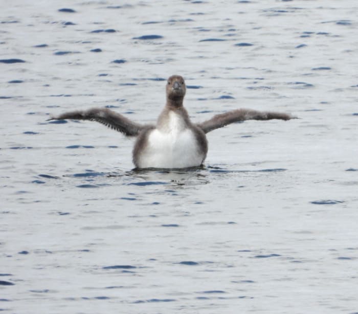 A young common loon swims on Snail Lake in Shoreview after being rescued and returned to the lake over the Fourth of July holiday weekend. Photo by Richard Lewis.