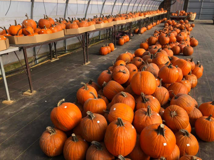 7 Minnesota pumpkin patches to visit this fall Bring Me The News