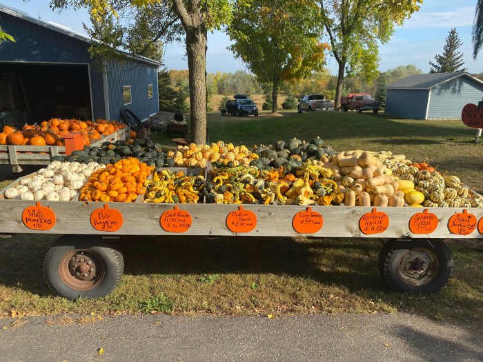 7 Minnesota pumpkin patches to visit this fall Bring Me The News