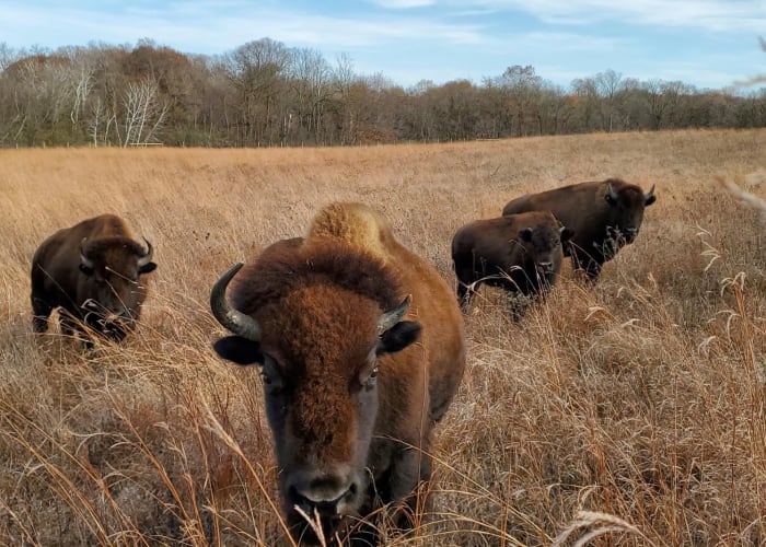 Dakota County reintroduces native bison to its prairie - Bring Me The News