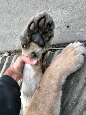cougar paw