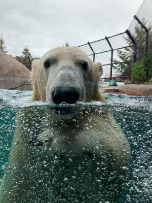 como zoo polar bear