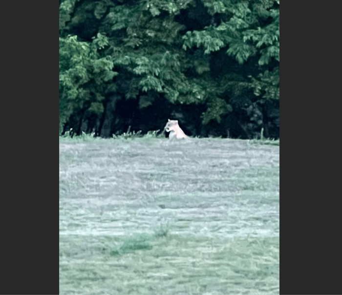 A mountain lion spotted near Preserve Trail and Stagecoach Road in Shakopee on July 18, 2022. Photo by Andrew Pastrana.