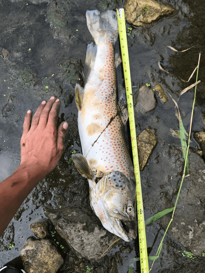 A 27" brown trout washed up in apparent fish kill on Rush Creek near Lewiston, Minn. in late July. Photo courtesy of Robert Meyer / Minnesota Trout Unlimited.